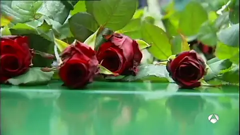rosas rosas