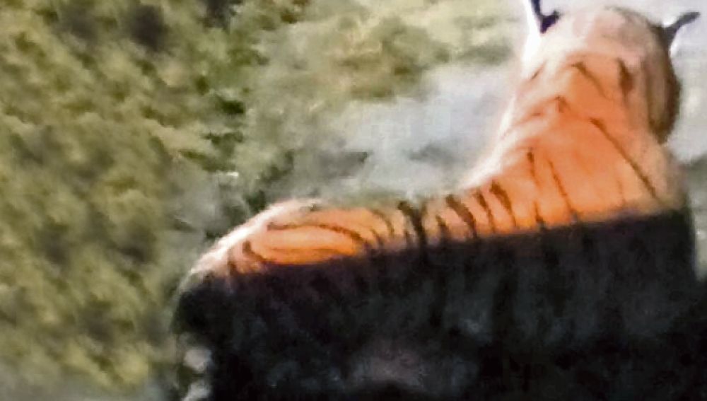 Tigre de peluche en una granja británica