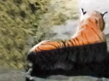 Tigre de peluche en una granja británica Tigre de peluche en una granja británica