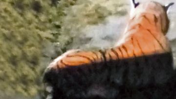 Tigre de peluche en una granja británica