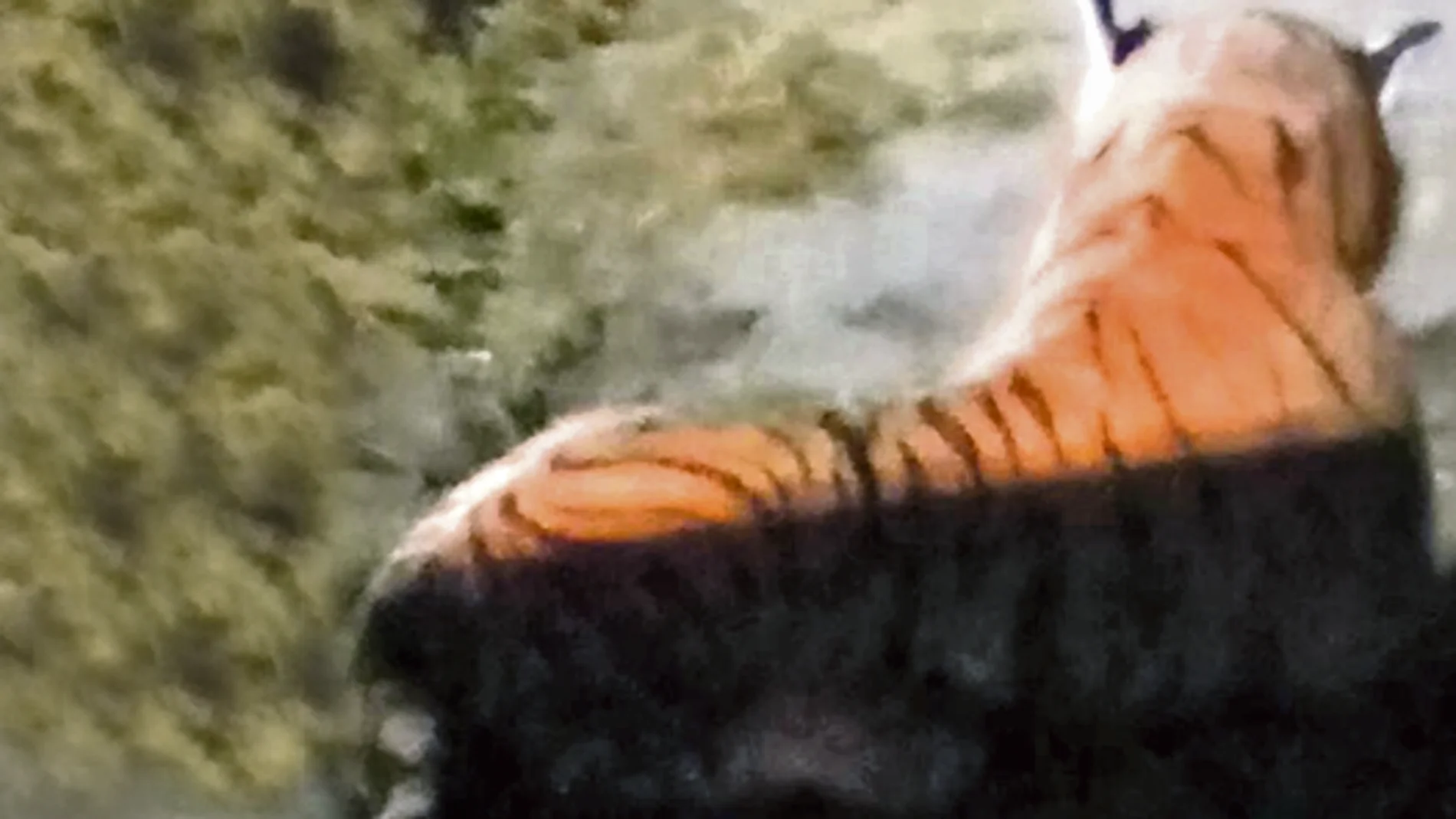 Tigre de peluche en una granja británica Tigre de peluche en una granja británica