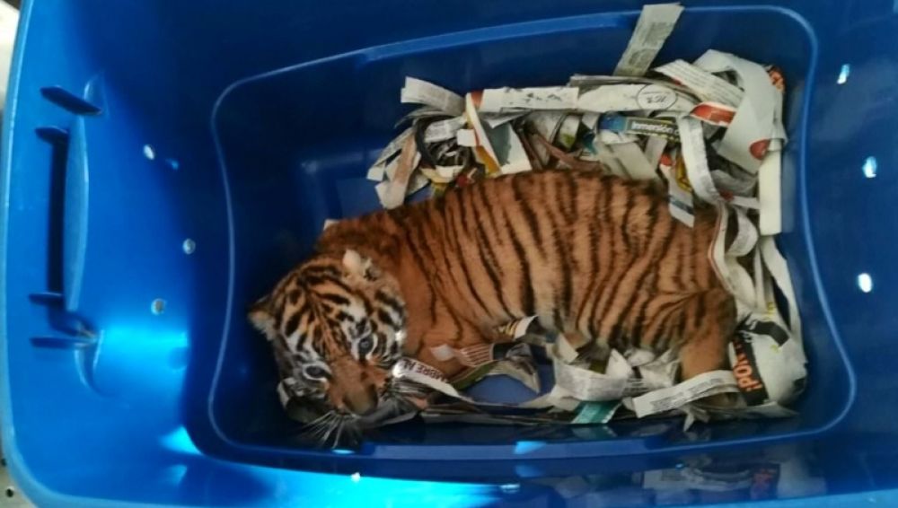 Encuentran un tigre listo para ser enviado por correo