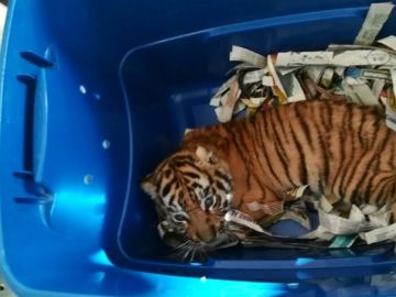 Encuentran un tigre listo para ser enviado por correo