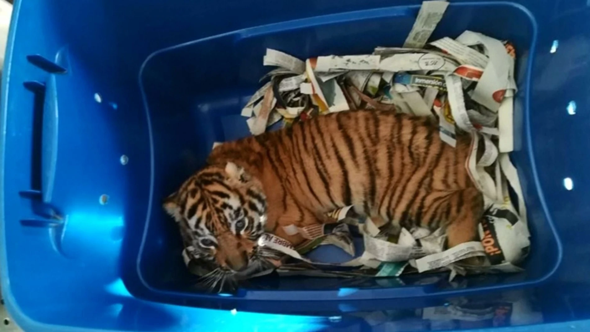 Encuentran un tigre listo para ser enviado por correo Encuentran un tigre listo para ser enviado por correo