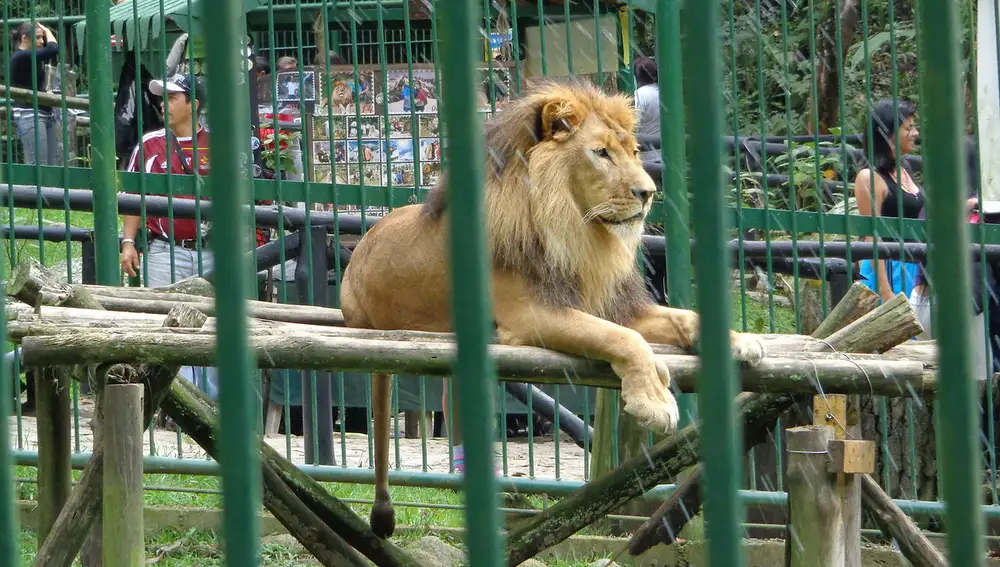 Se puede meter comida en el zoo, pero no dársela a los animales. Se puede meter comida en el zoo, pero no dársela a los animales.