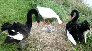 El ganso Thomas con la pareja de cisnes El ganso Thomas con la pareja de cisnes