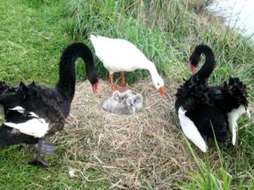 El ganso Thomas con la pareja de cisnes 