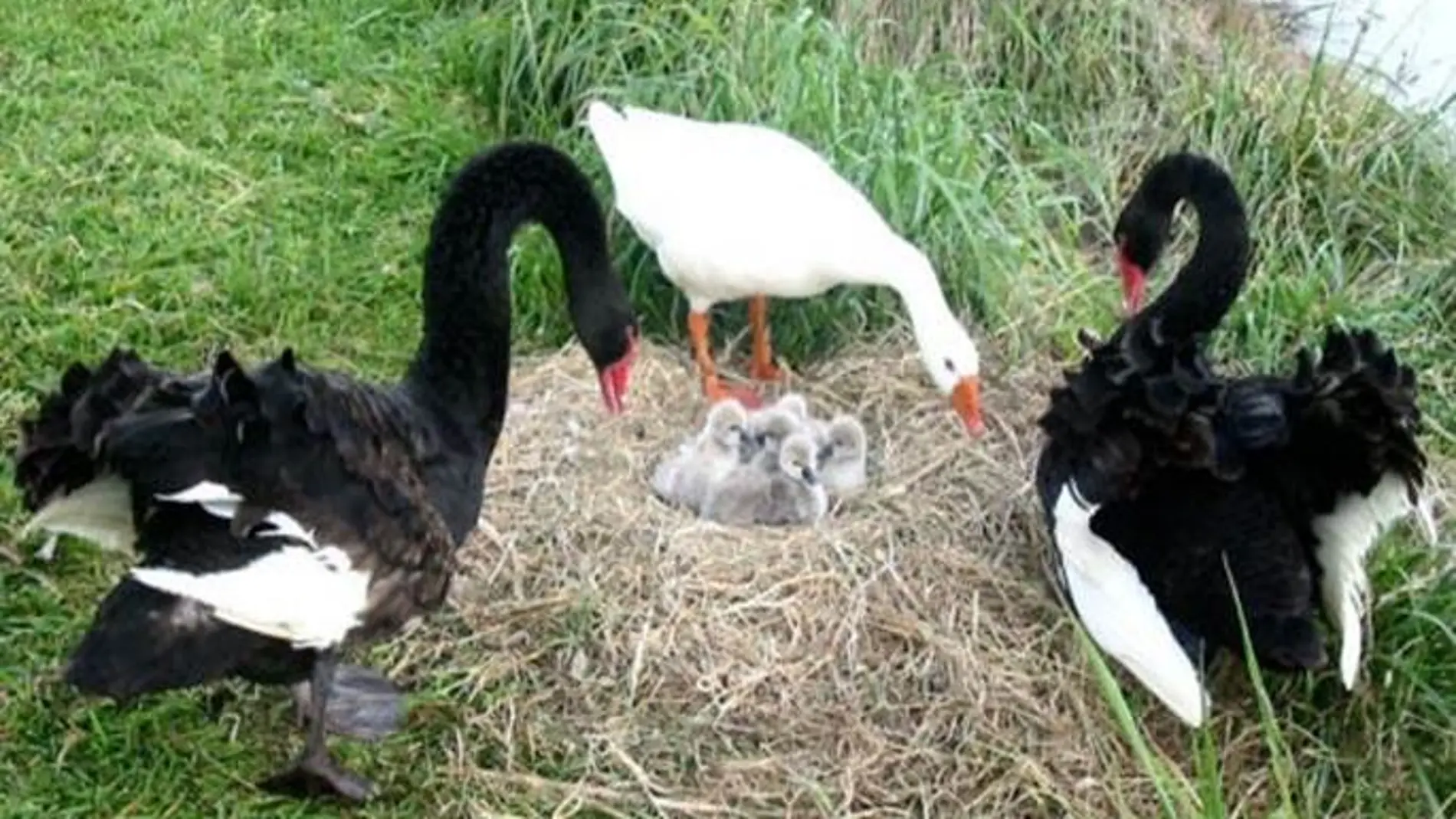 El ganso Thomas con la pareja de cisnes  El ganso Thomas con la pareja de cisnes