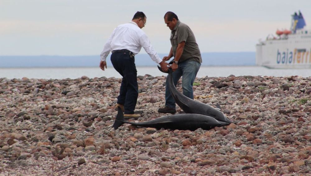 Autoridades del Medio Ambiente y residentes del municipio de La Paz devuelven al mar a decenas de delfines