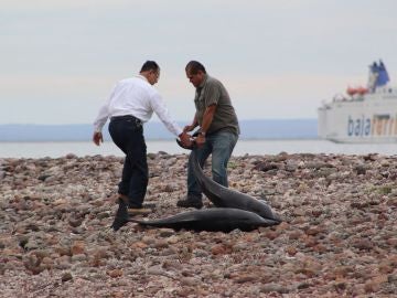 Autoridades del Medio Ambiente y residentes del municipio de La Paz devuelven al mar a decenas de delfines