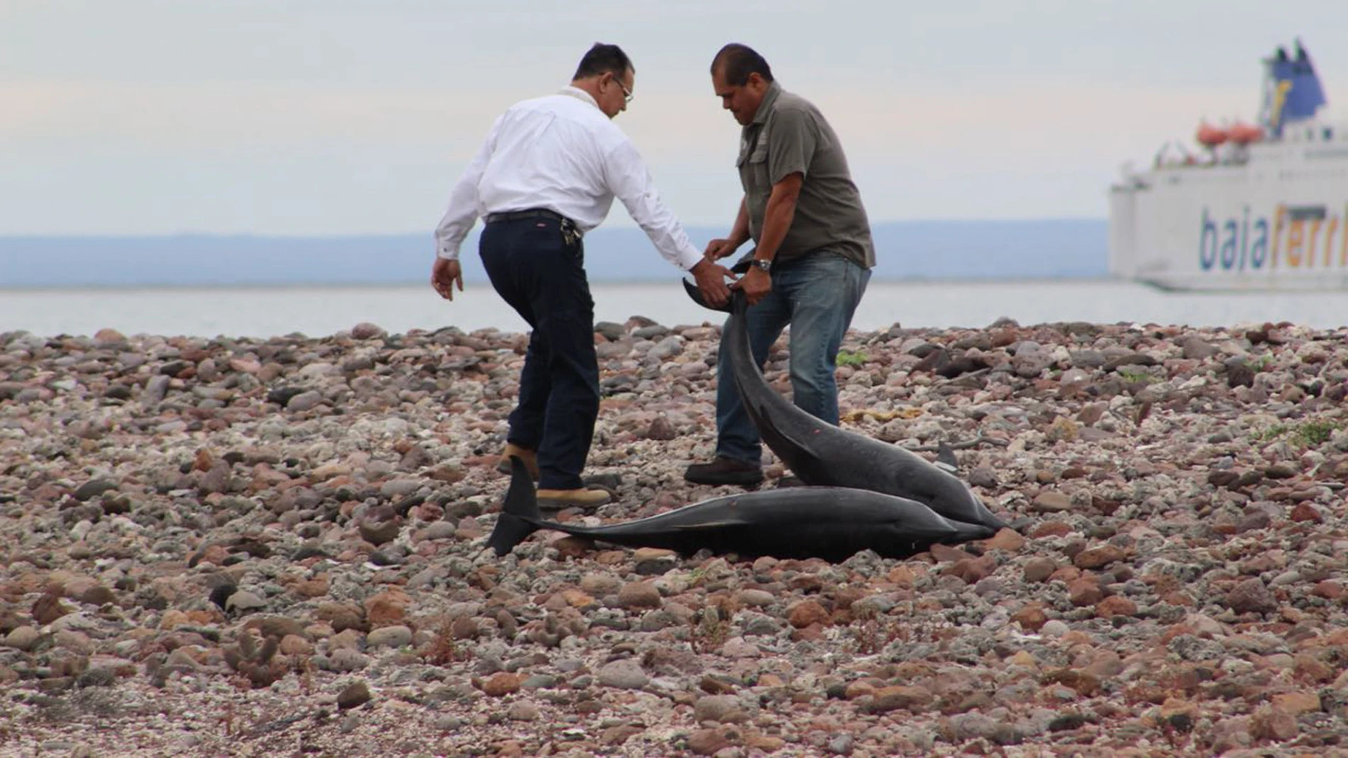 Autoridades del Medio Ambiente y residentes del municipio de La Paz devuelven al mar a decenas de delfines Autoridades del Medio Ambiente y residentes del municipio de La Paz devuelven al mar a decenas de delfines