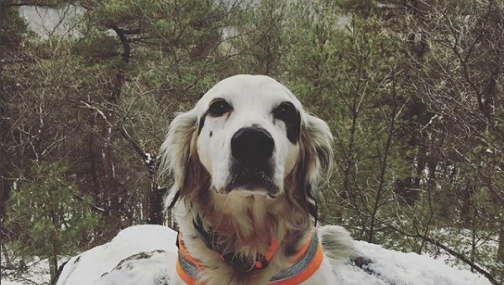 Pete, el perro que se ha convertido en todo un héroe
