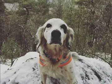 Pete, el perro que se ha convertido en todo un héroe Pete, el perro que se ha convertido en todo un héroe