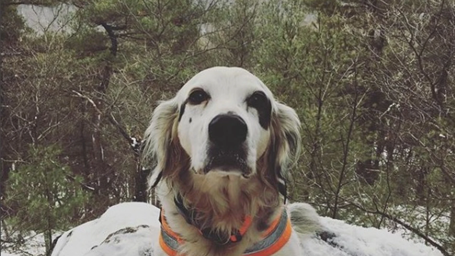 Pete, el perro que se ha convertido en todo un héroe Pete, el perro que se ha convertido en todo un héroe