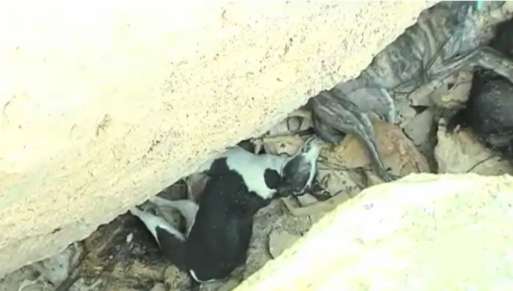 Fosa común con 30 perros en Cuenca