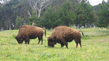 bisonte