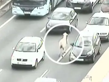 Caos en una carretera sevillana por culpa de una oveja Caos en una carretera sevillana por culpa de una oveja