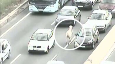 Caos en una carretera sevillana por culpa de una oveja
