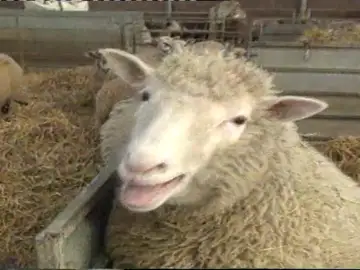 Oveja Oveja