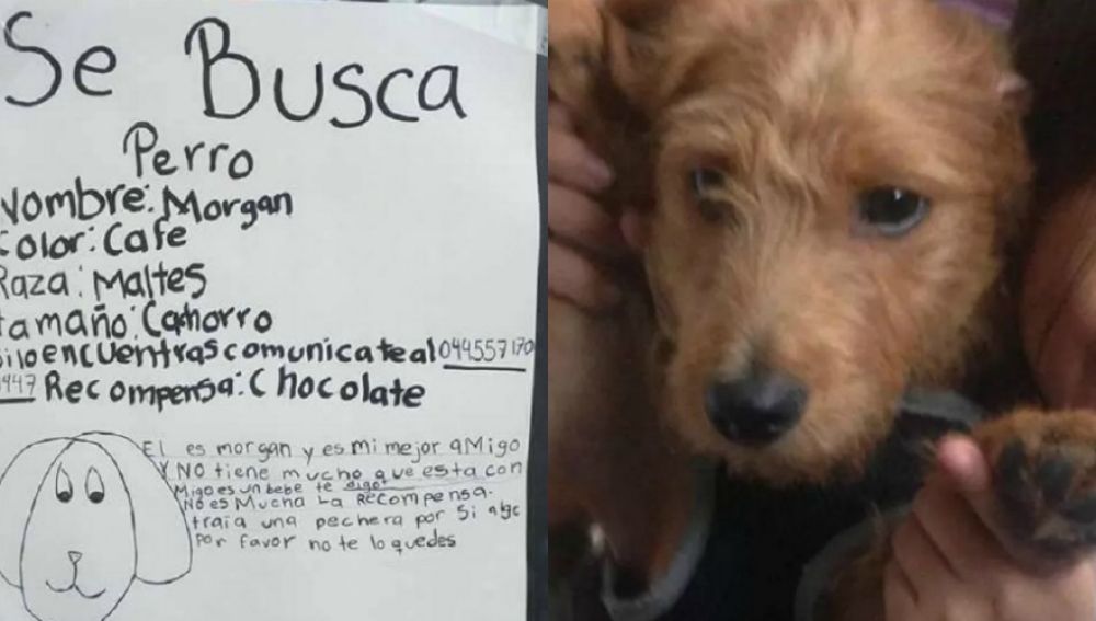 Este Cartel De Se Busca Perro Sin Fotos Realizado Por Una Nia Se Ha