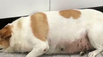 perrogordo.jpg