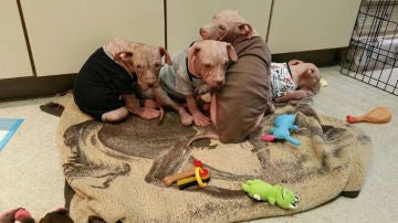abandoned-puppies-lost-hair-mange-7.jpg