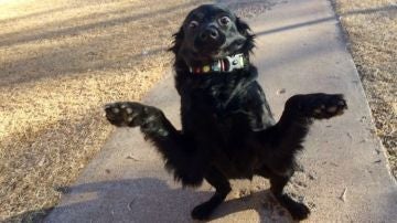 perroadoptreddit.jpg