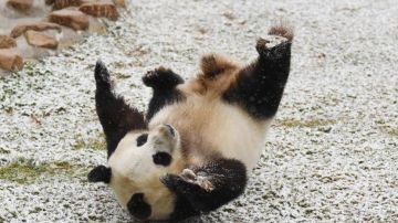 osa-panda-feliz-compressor.jpg