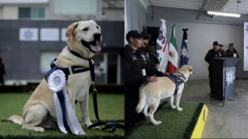 imagen-portada-perros.png