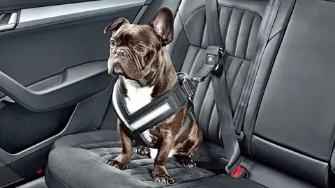 viajar-mascota-coche-2016-00-960x384.jpg viajar-mascota-coche-2016-00-960x384