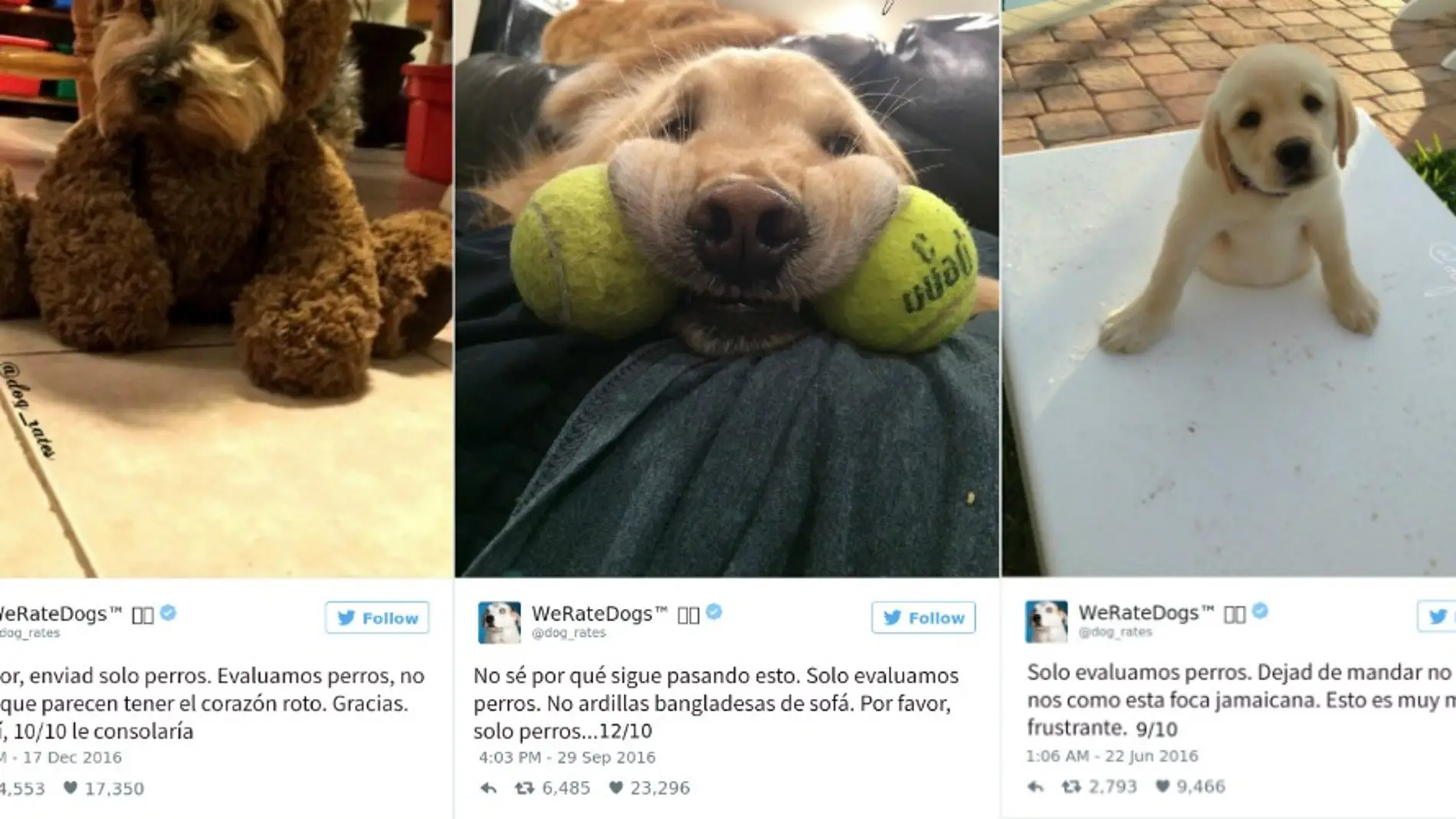 weratedogsokok.jpg