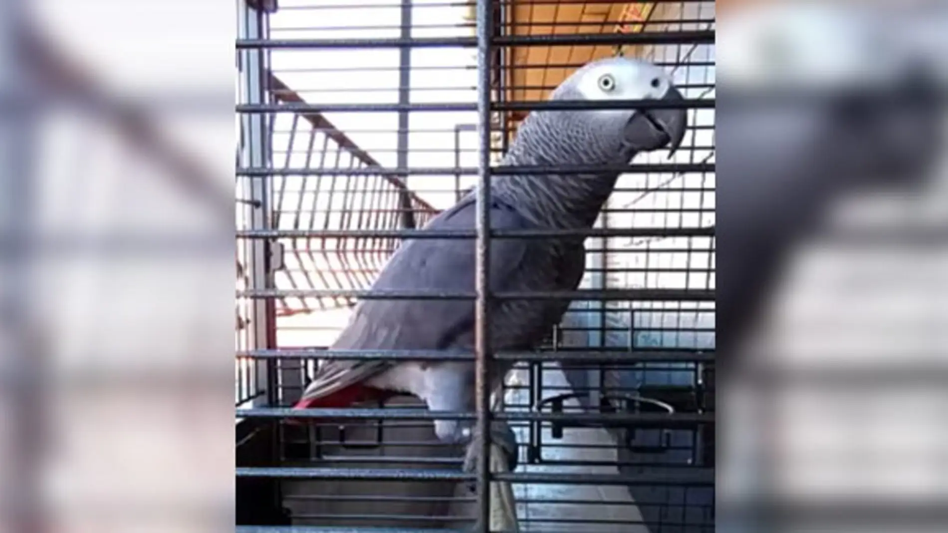 loro-hablando.jpg