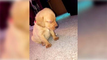 portada-perrito.jpg
