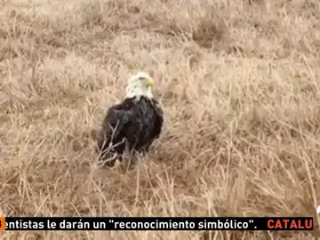 AGUILA AGUILA