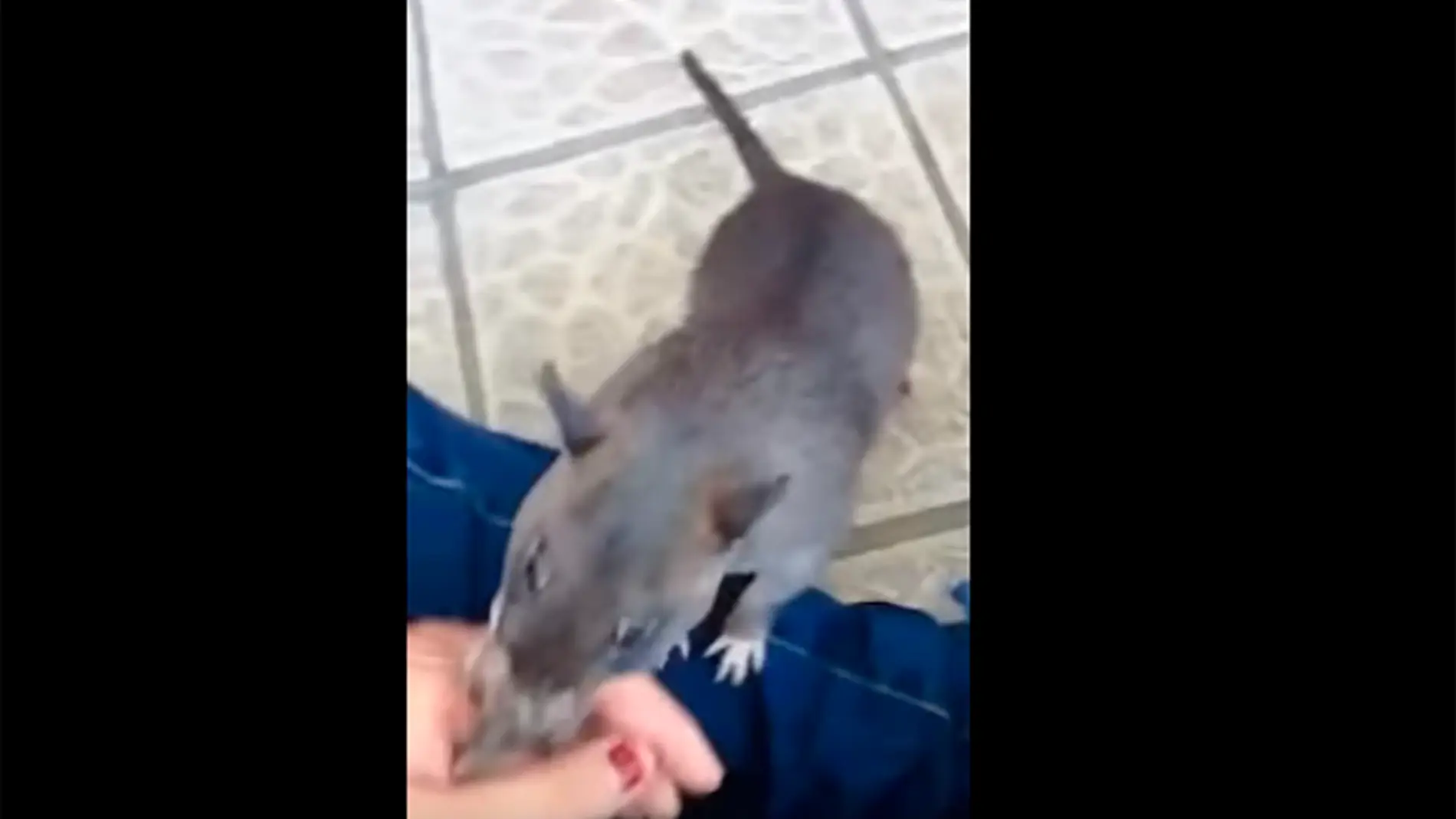 ratagigante.jpg