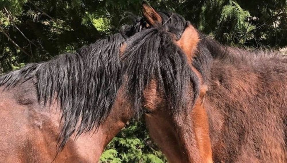 caballoscabezasportada.jpg