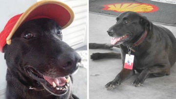 perroabandonadogas.jpg