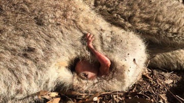 kangaroo1.jpg