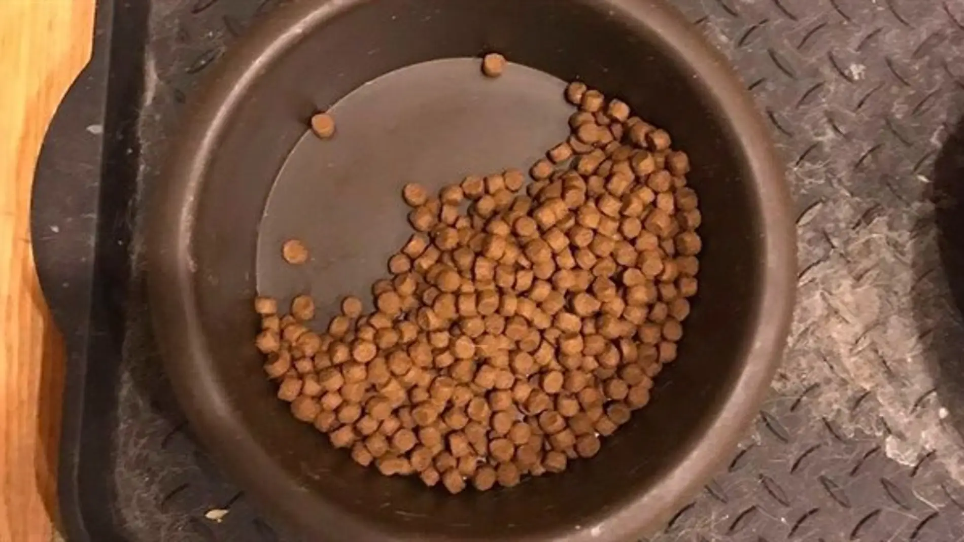 perroscomidada.jpg