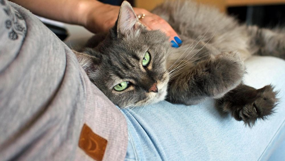 cat-1148305_960_720.jpg
