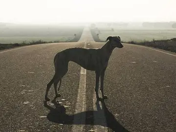 Un galgo Un galgo