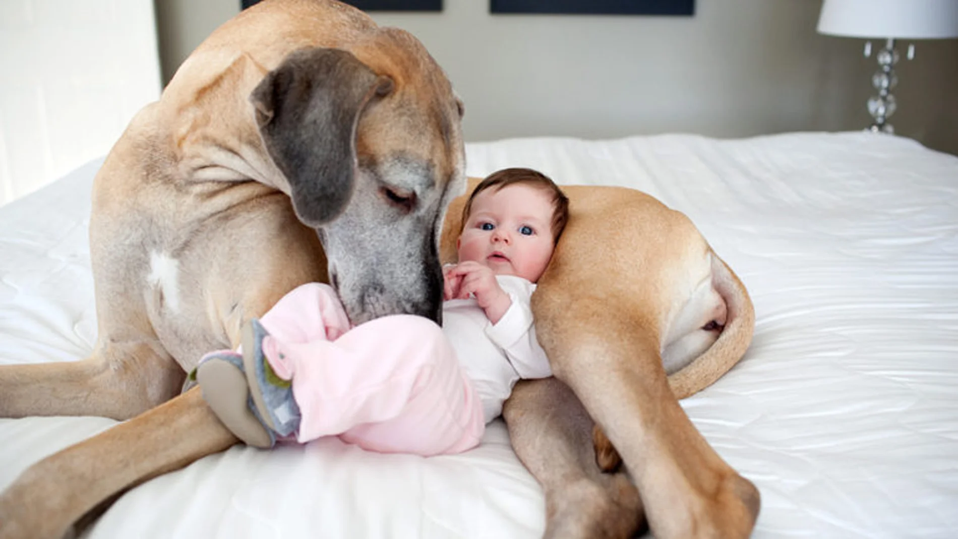 Perro y bebé Perro y bebé