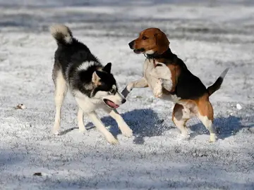 Imagen de archivo de dos perros enfrentados Imagen de archivo de dos perros enfrentados