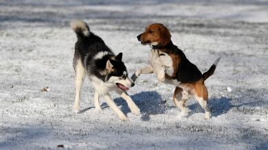 Demuestran que un año humano no equivale a siete años de un perro