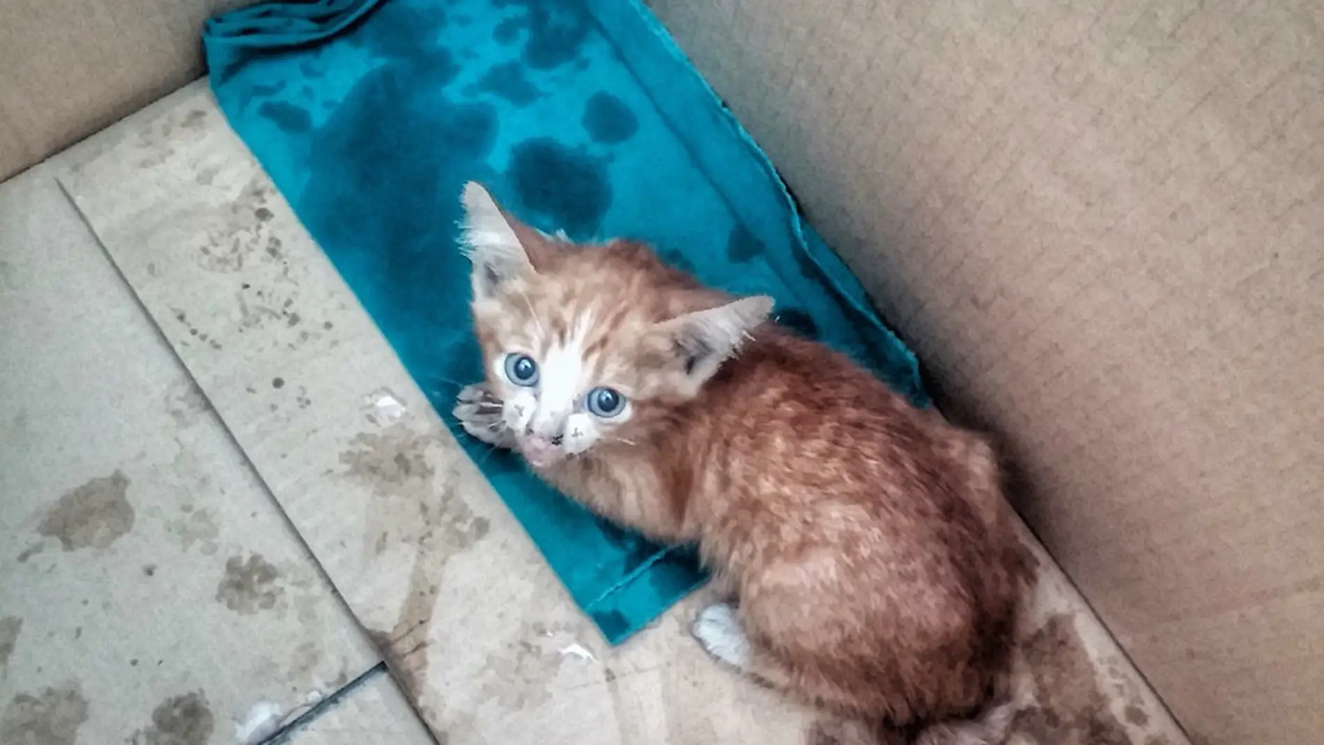 gatitoabandonado.jpg