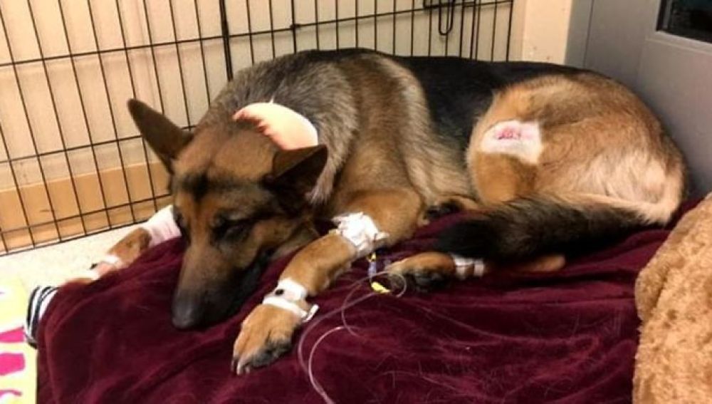 Dog-hero-almost-loses-his-life-by-saving-his-owner-from-criminals-5a93fa09bc95d__700.jpg