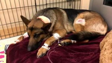 Dog-hero-almost-loses-his-life-by-saving-his-owner-from-criminals-5a93fa09bc95d__700.jpg
