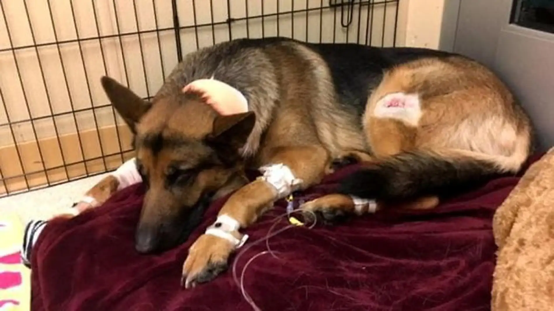 Dog-hero-almost-loses-his-life-by-saving-his-owner-from-criminals-5a93fa09bc95d__700.jpg