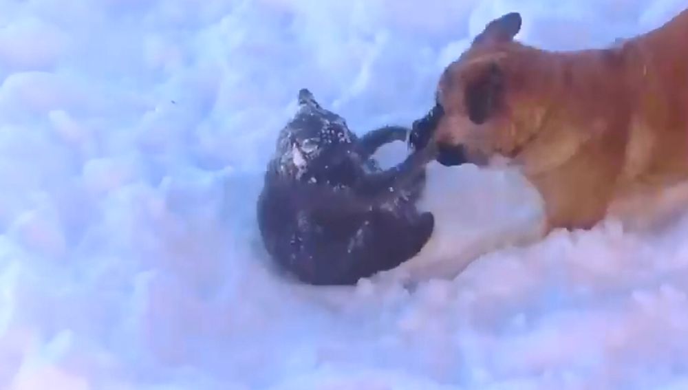 perro-y-gato-nieve2.png