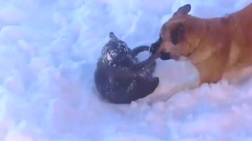 perro-y-gato-nieve2.png